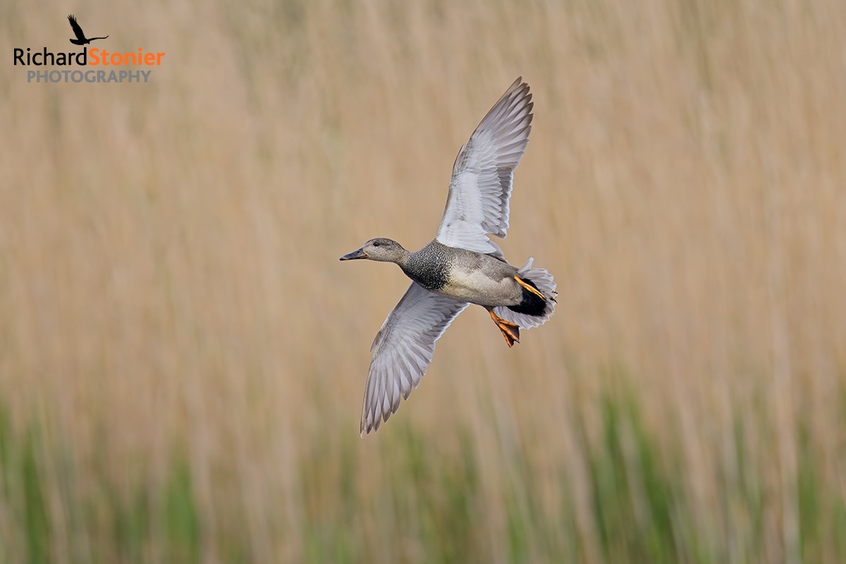 Gadwall