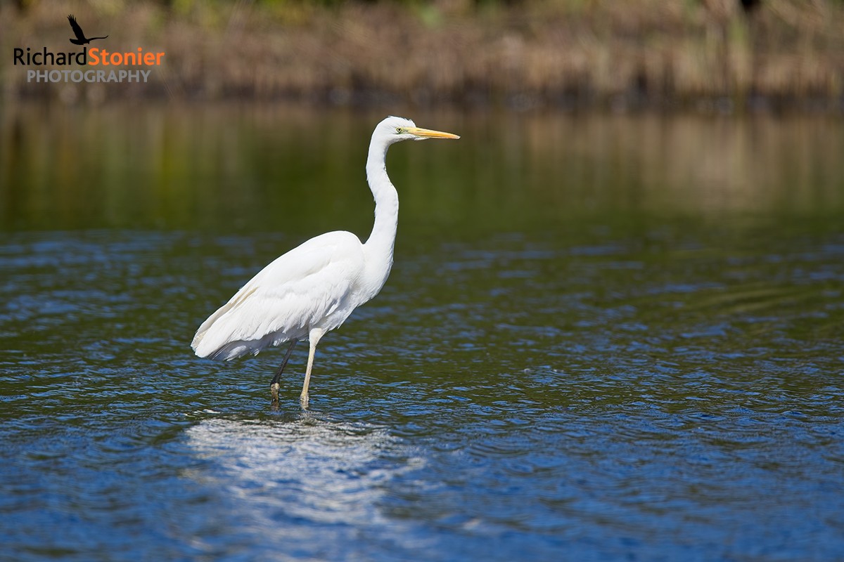 Great White Egret