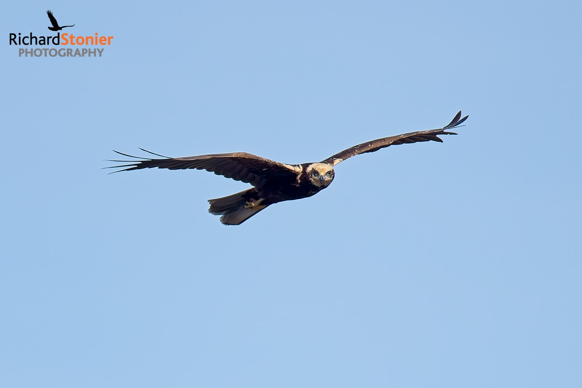 Marsh Harrier