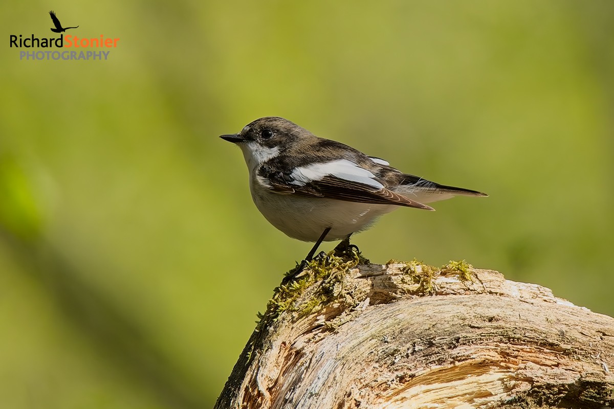 Pied Flycatcher