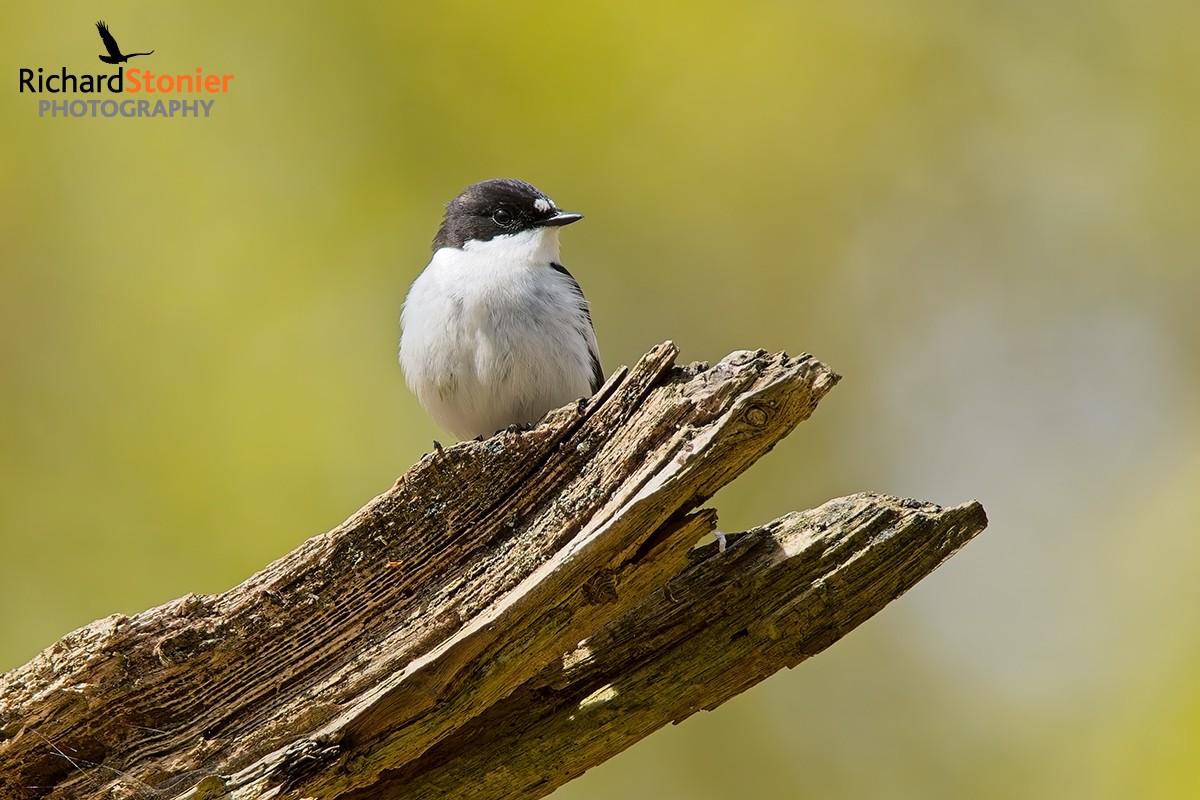 Pied Flycatcher