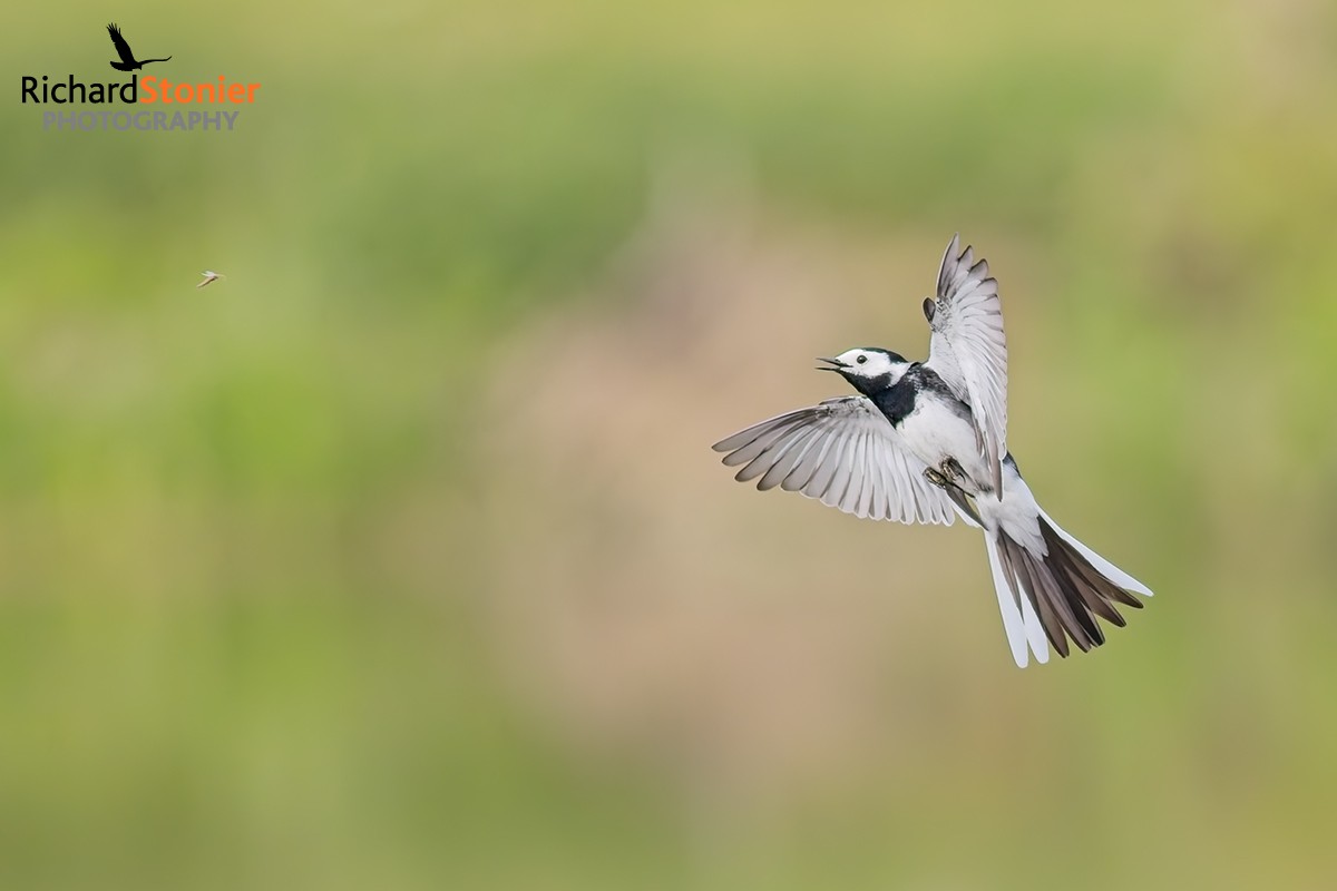 Pied Wagtail