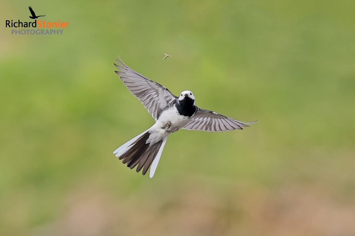 Pied Wagtail