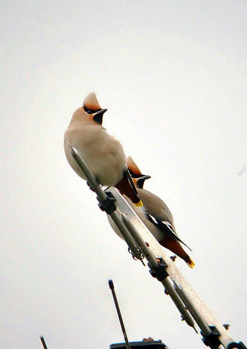 Waxwing