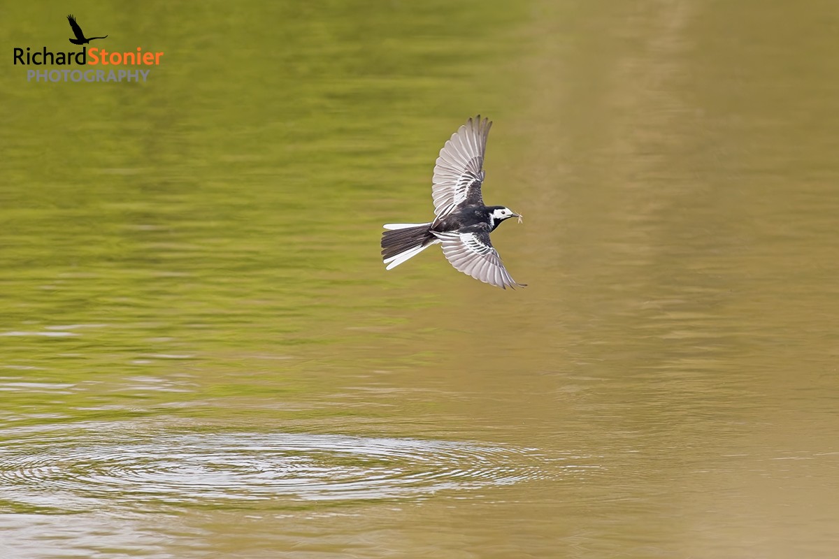 Pied Wagtail