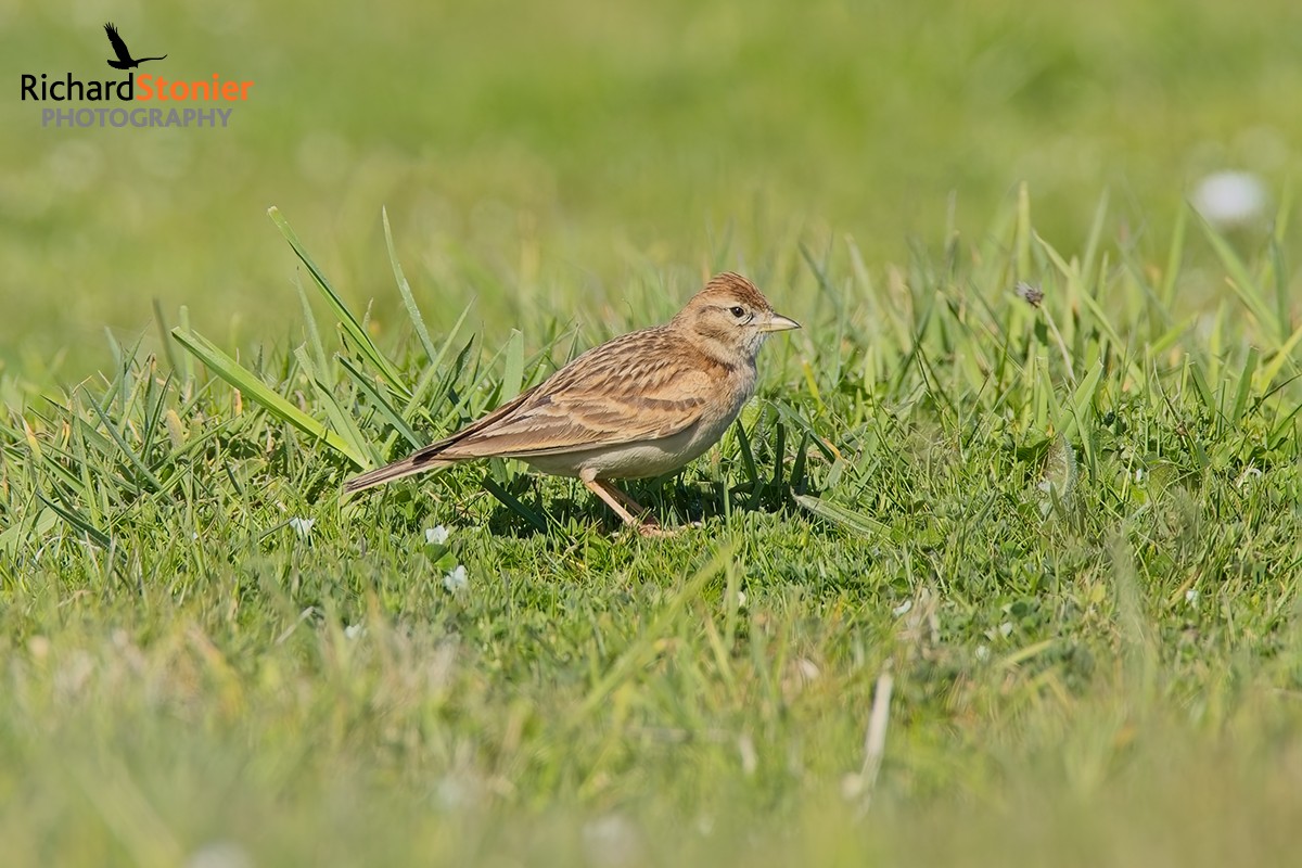 Short-toed Lark