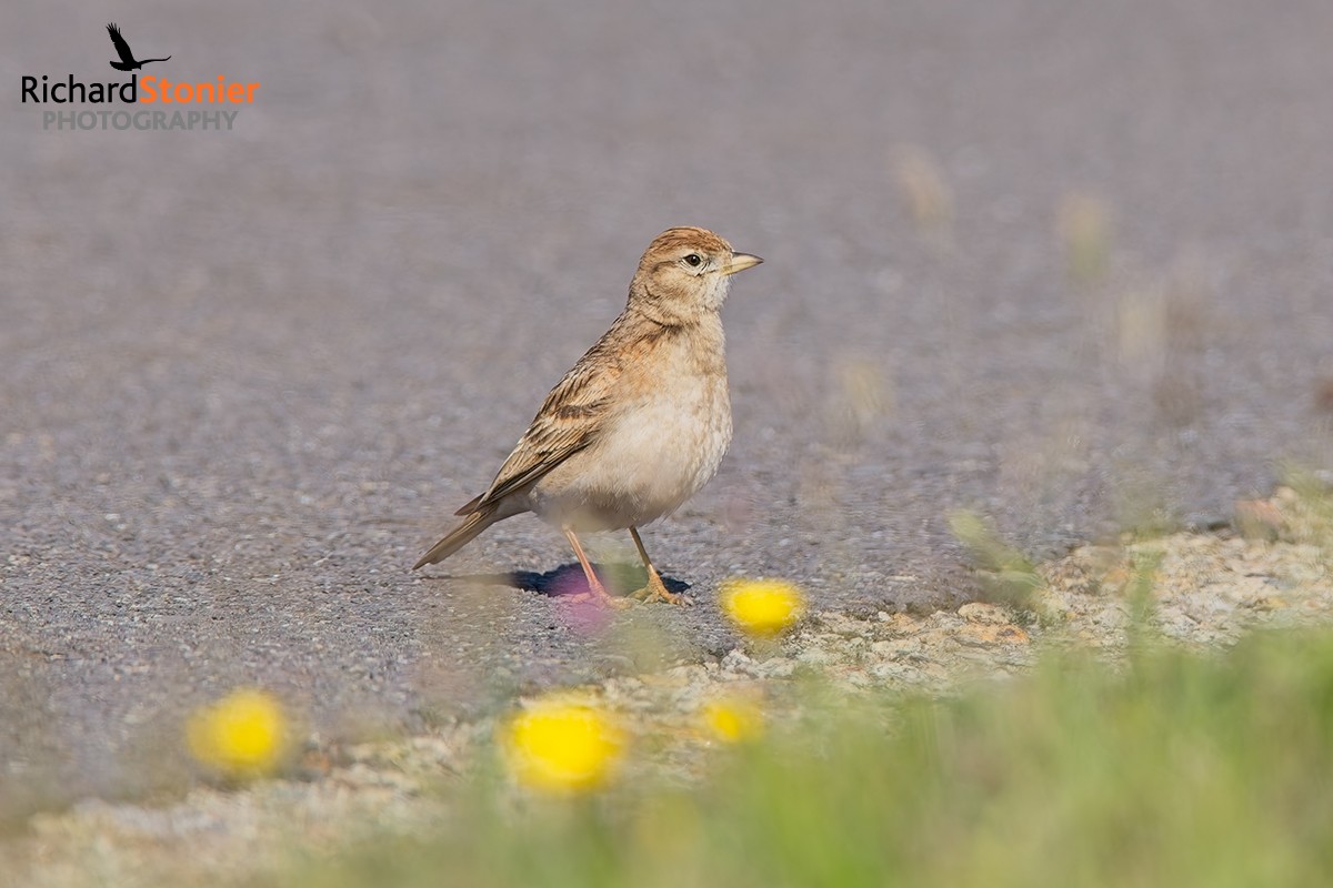 Short-toed Lark