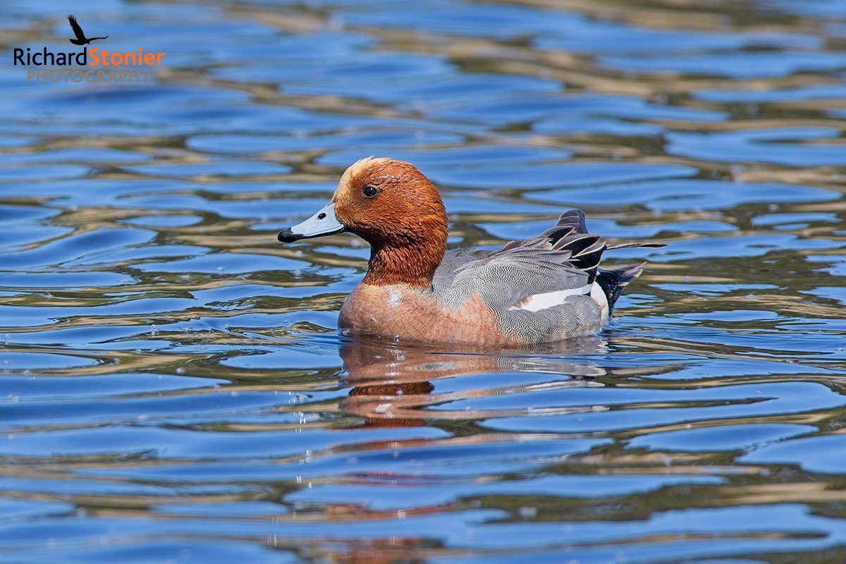 Wigeon