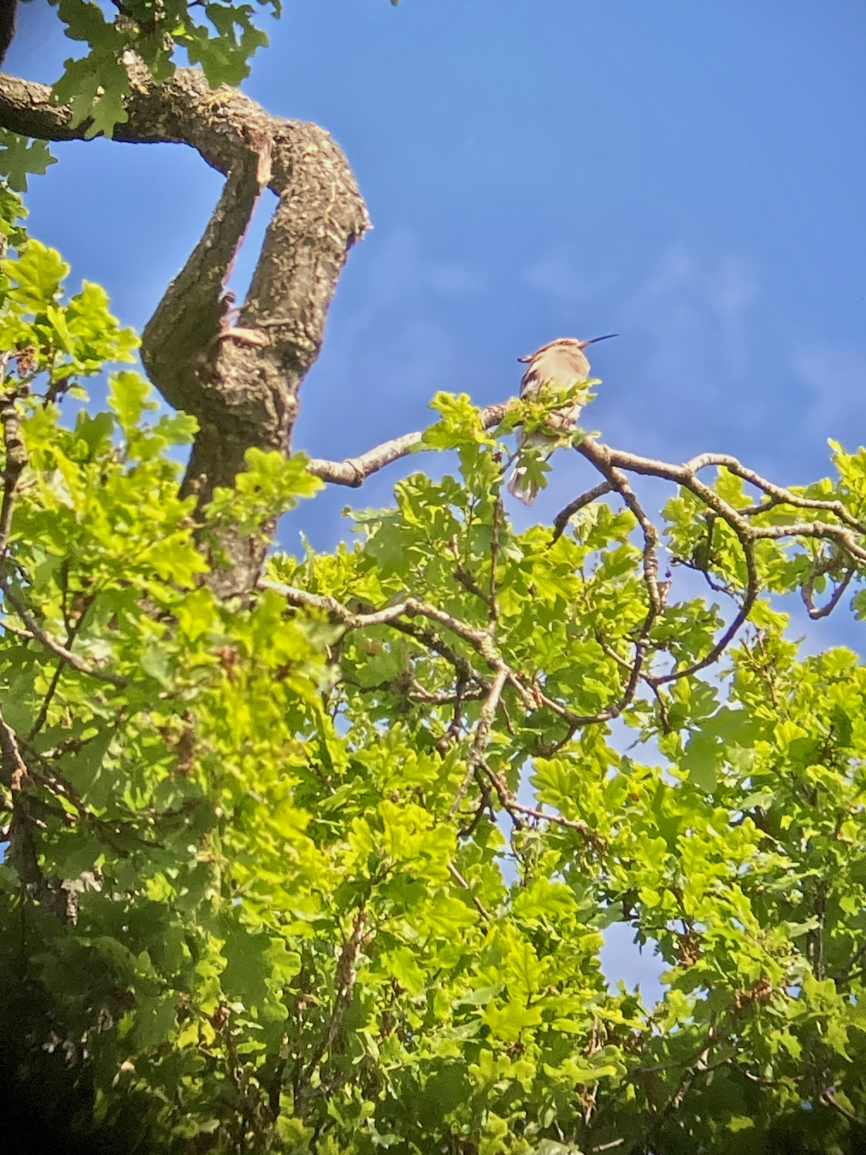 Hoopoe