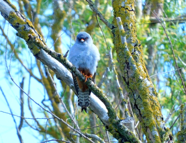 Red-footed Falcon