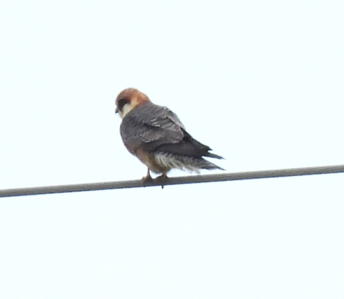 Red-footed Falcon