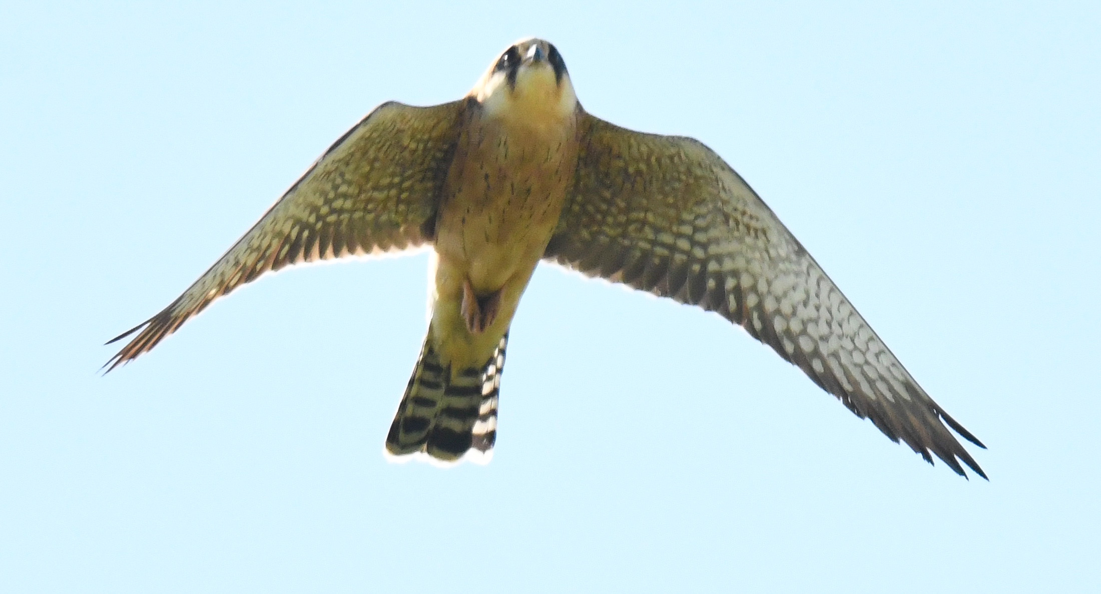 Red-footed Falcon