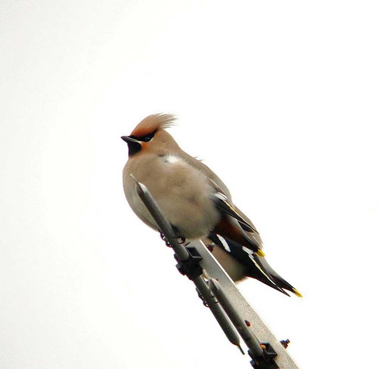 Waxwing