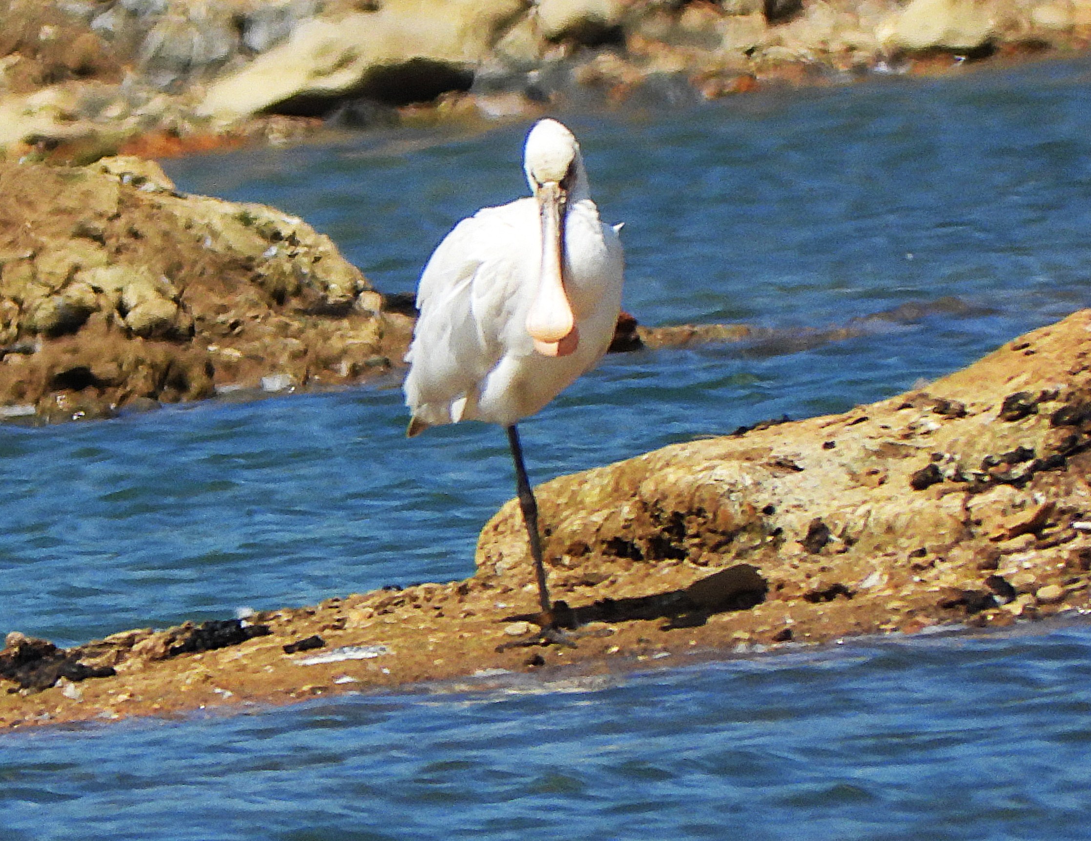Spoonbill