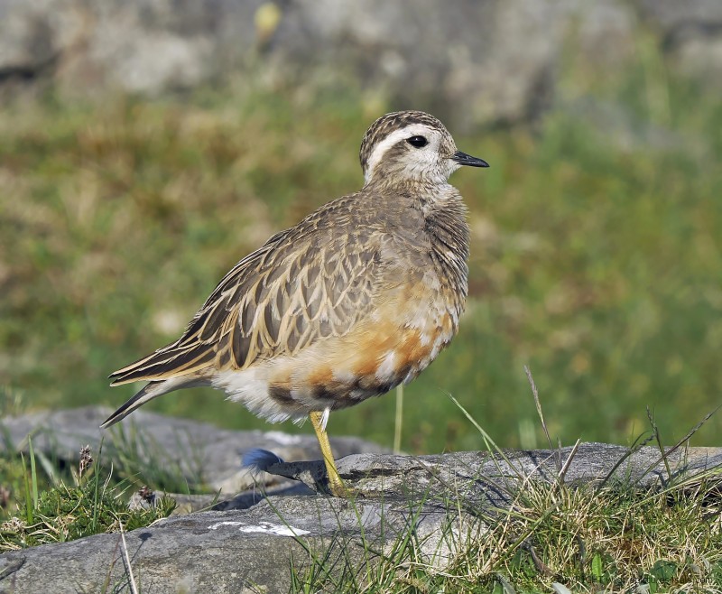 Dotterel