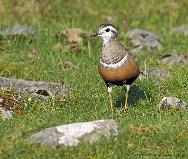 Dotterel