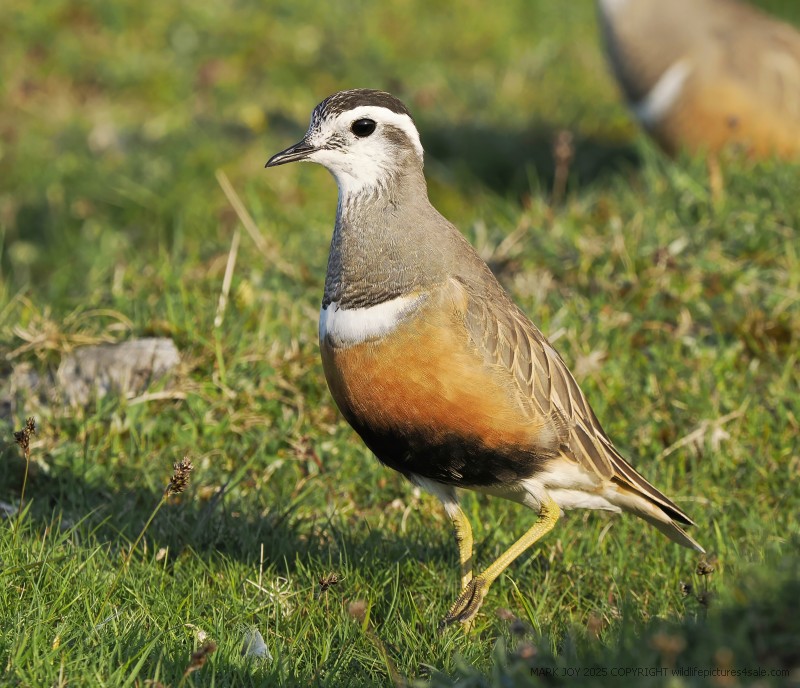 Dotterel