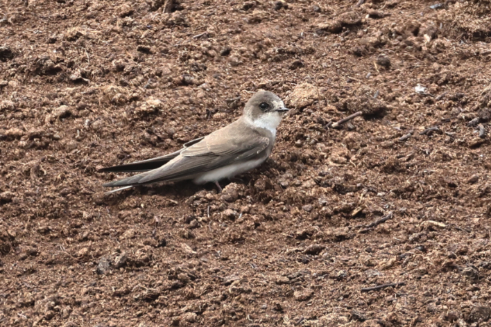 Sand Martin