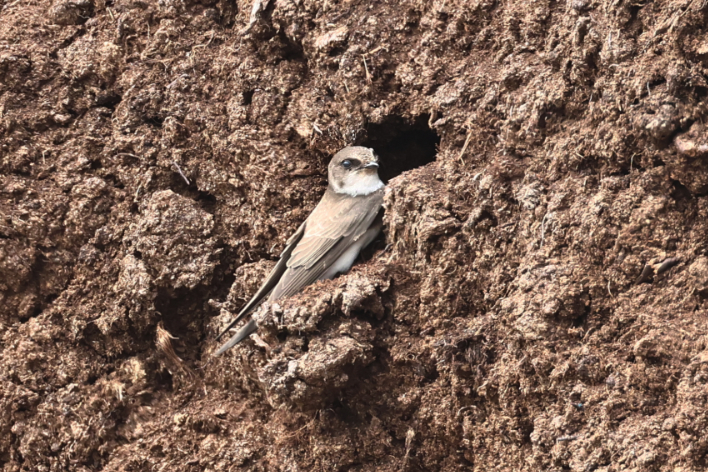 Sand Martin