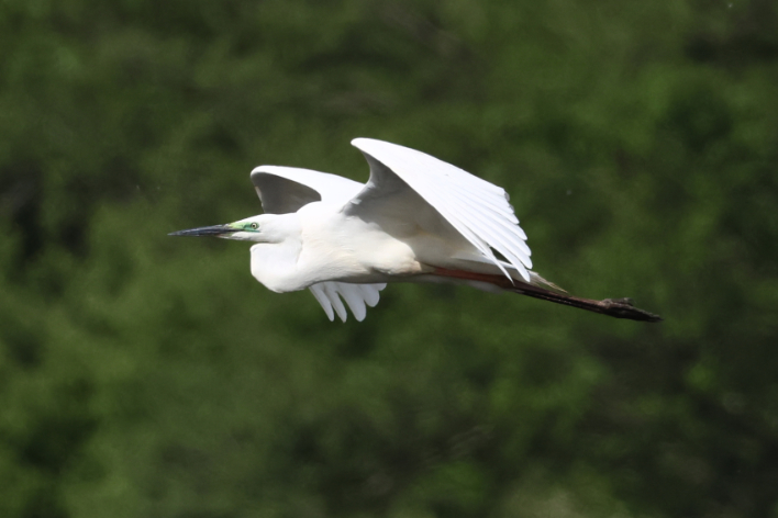 Great White Egret
