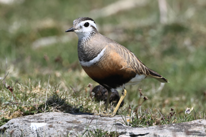 Dotterel