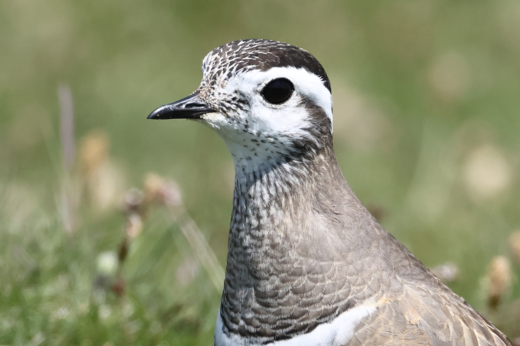 Dotterel