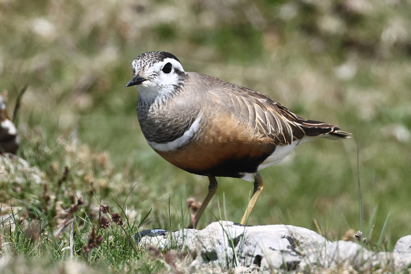 Dotterel
