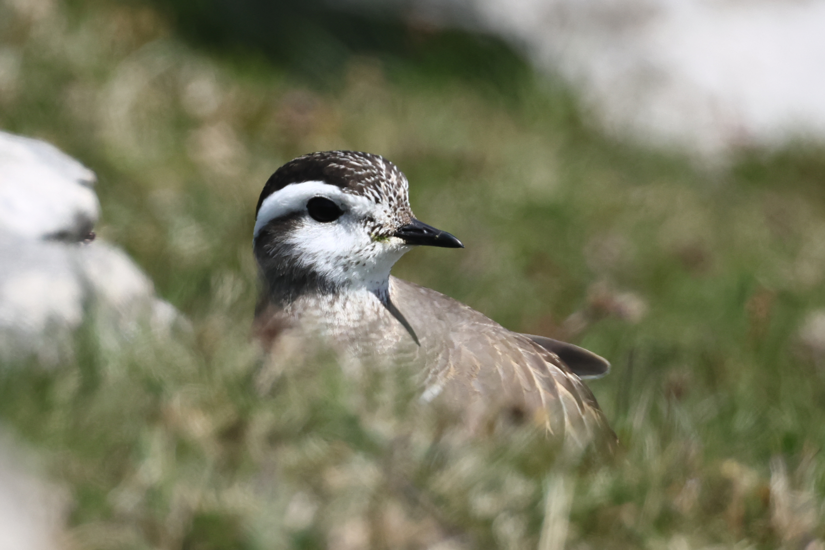 Dotterel