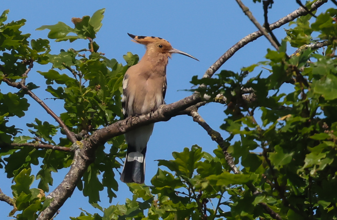 Hoopoe