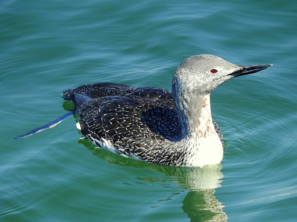 Red-throated Diver