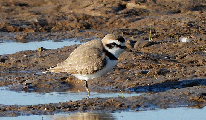 Kentish Plover