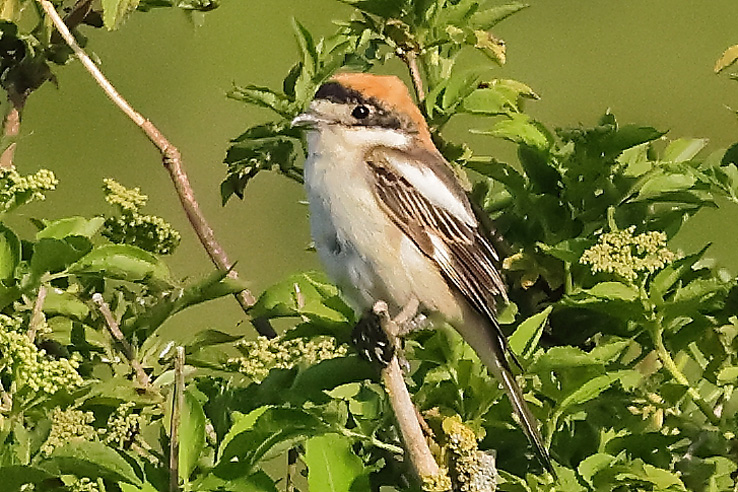 Woodchat Shrike