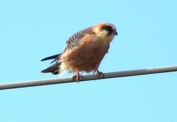 Red-footed Falcon