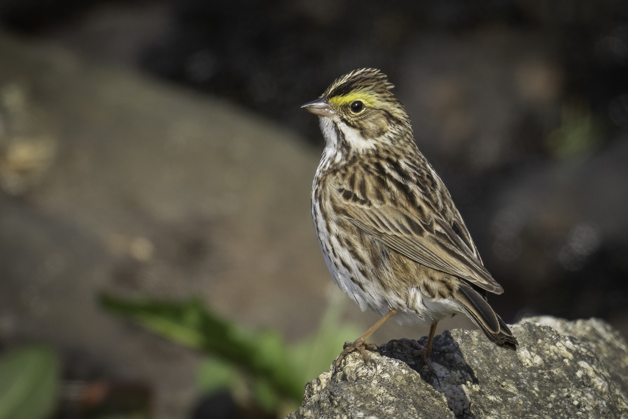 Savannah Sparrow