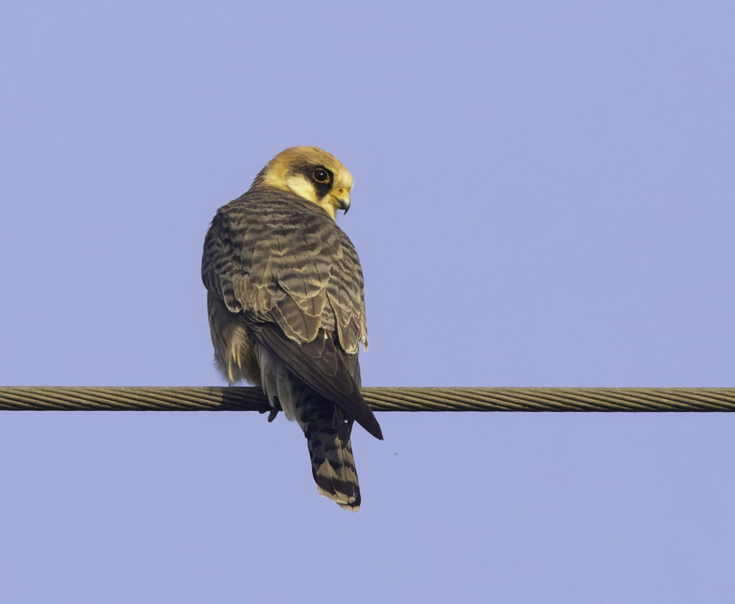 Red-footed Falcon