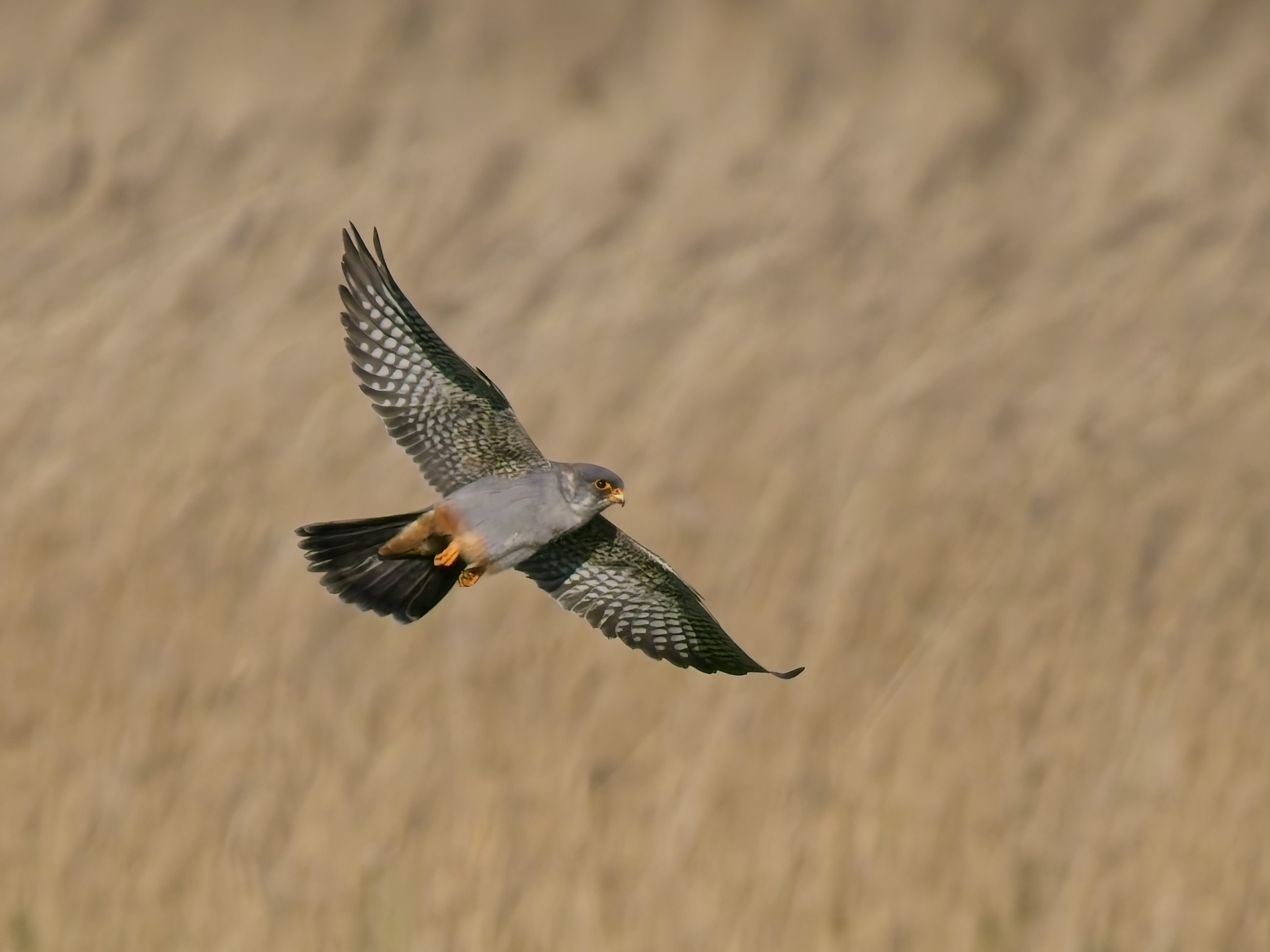 Red-footed Falcon