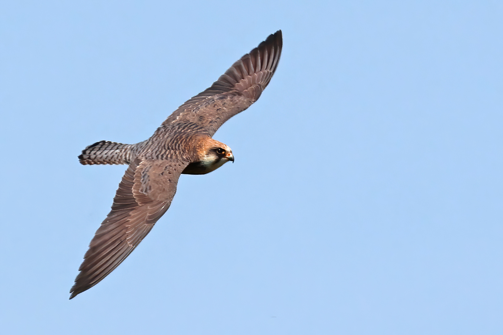 Red-footed Falcon