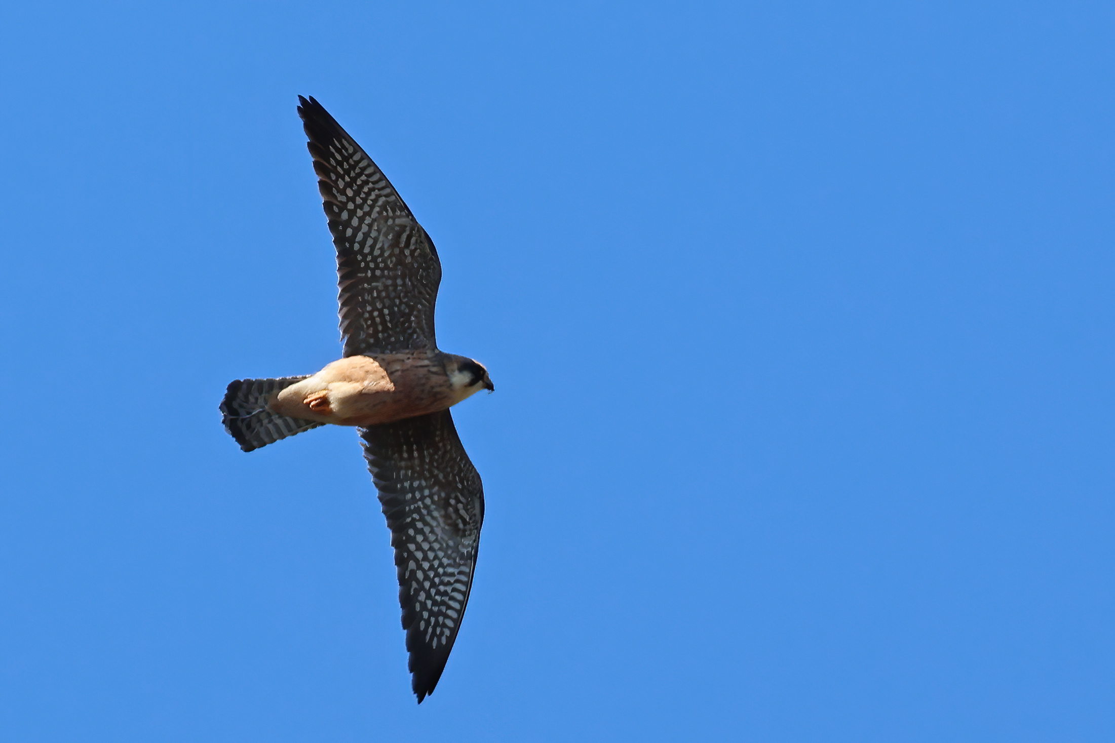 Red-footed Falcon