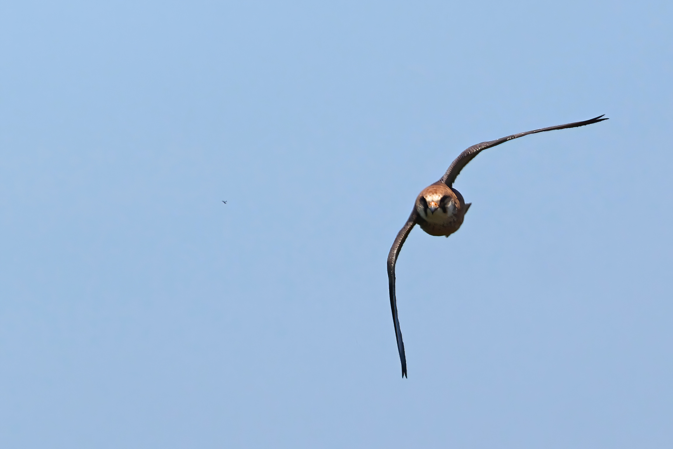 Red-footed Falcon