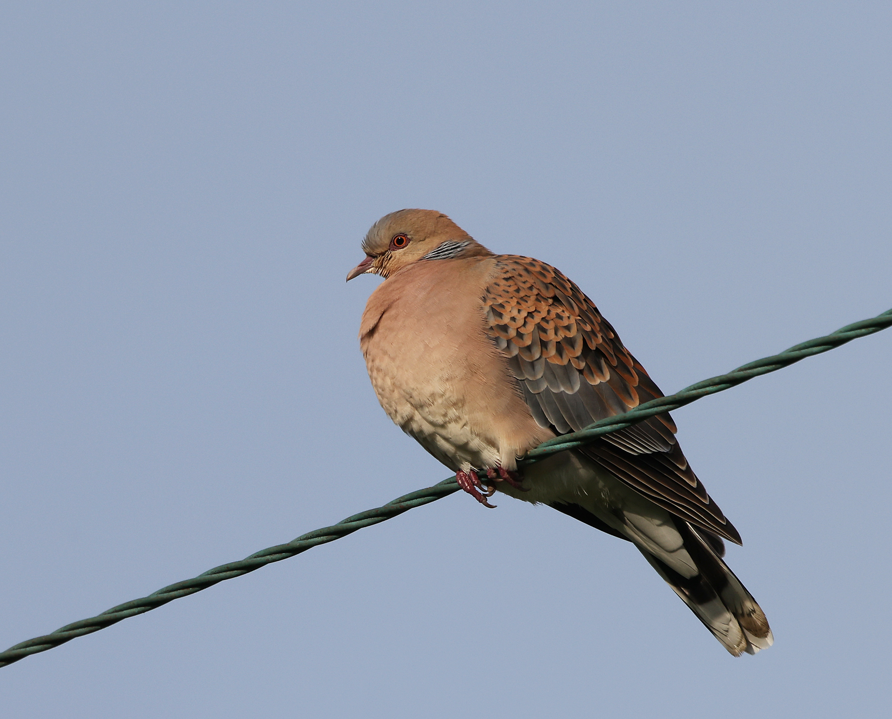 Western Oriental Turtle Dove