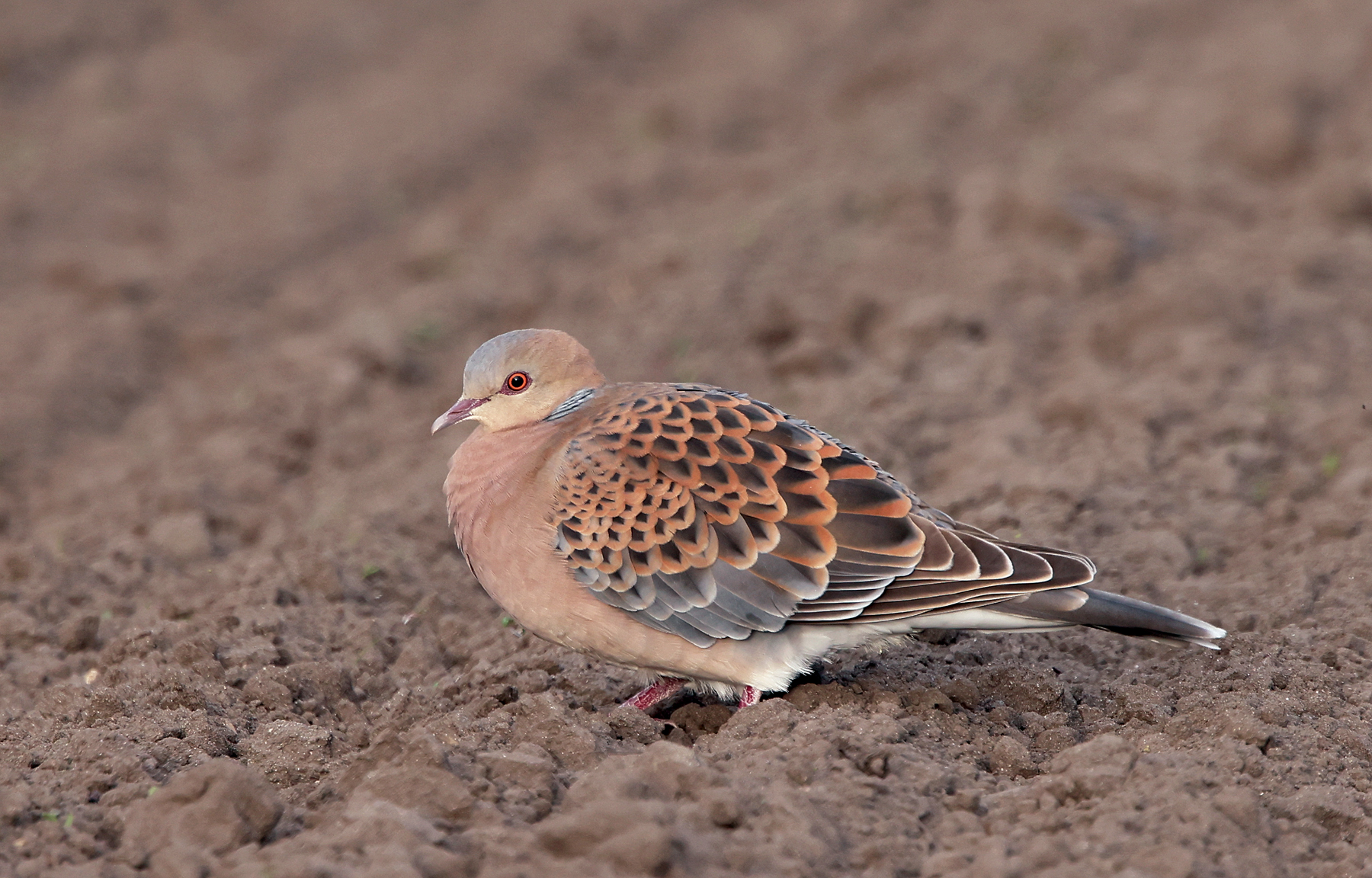 Western Oriental Turtle Dove