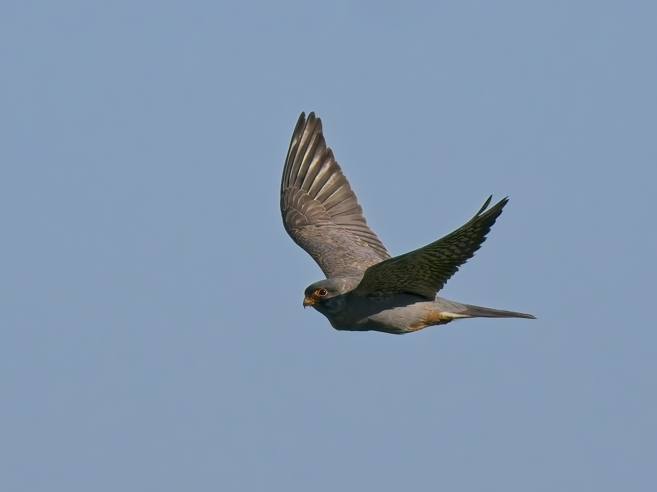 Red-footed Falcon