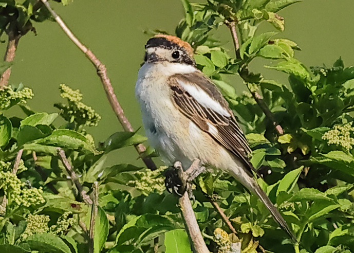 Woodchat Shrike
