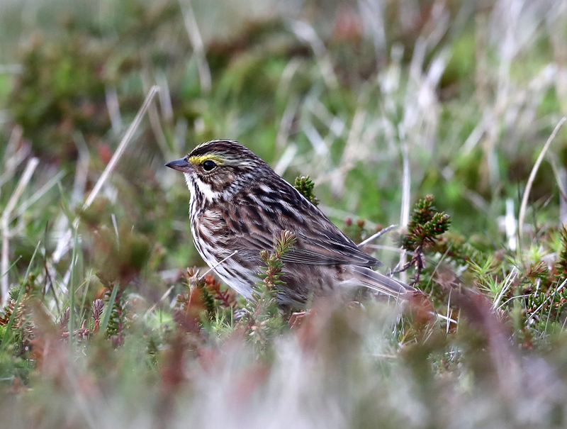Savannah Sparrow