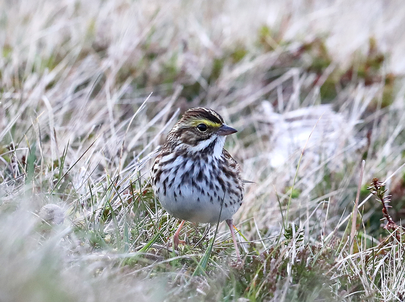 Savannah Sparrow