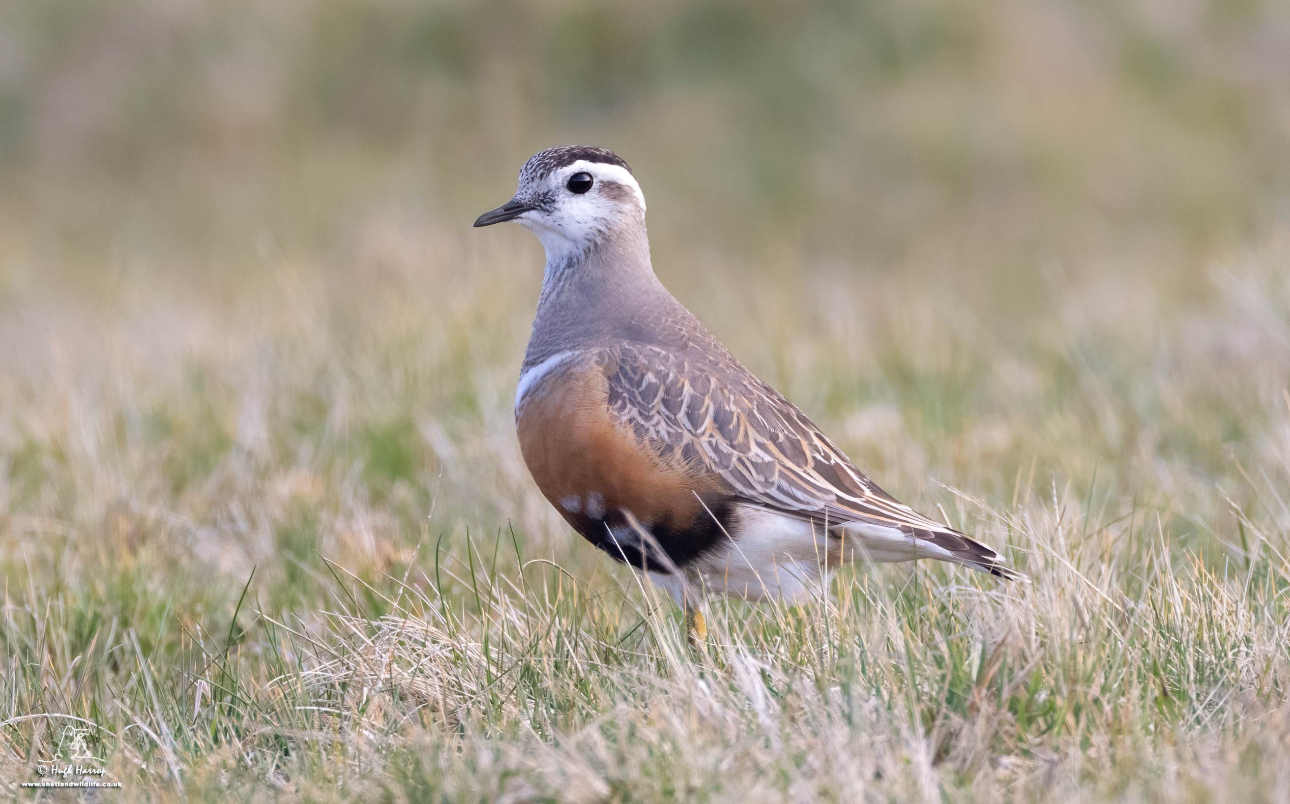 Dotterel