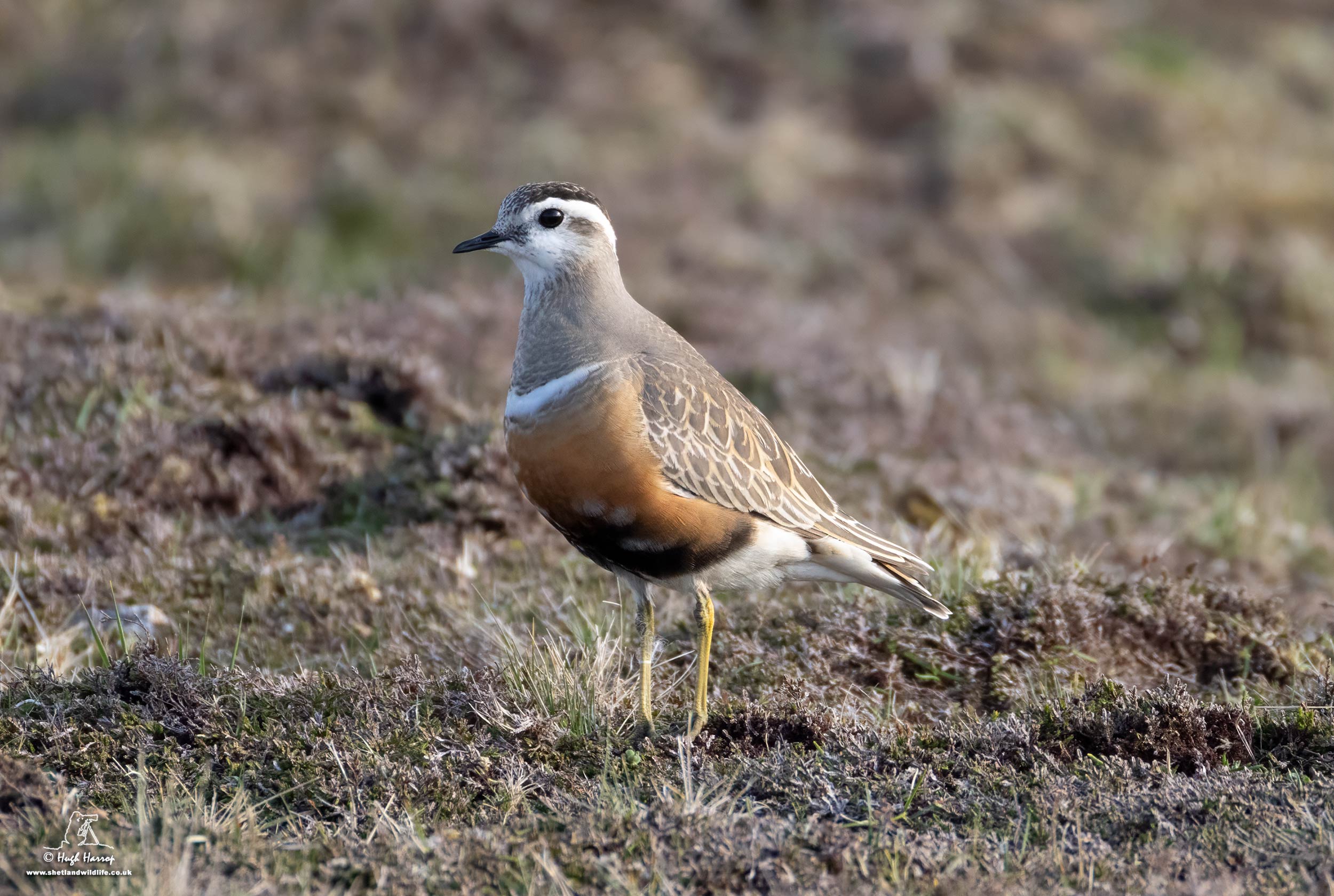 Dotterel