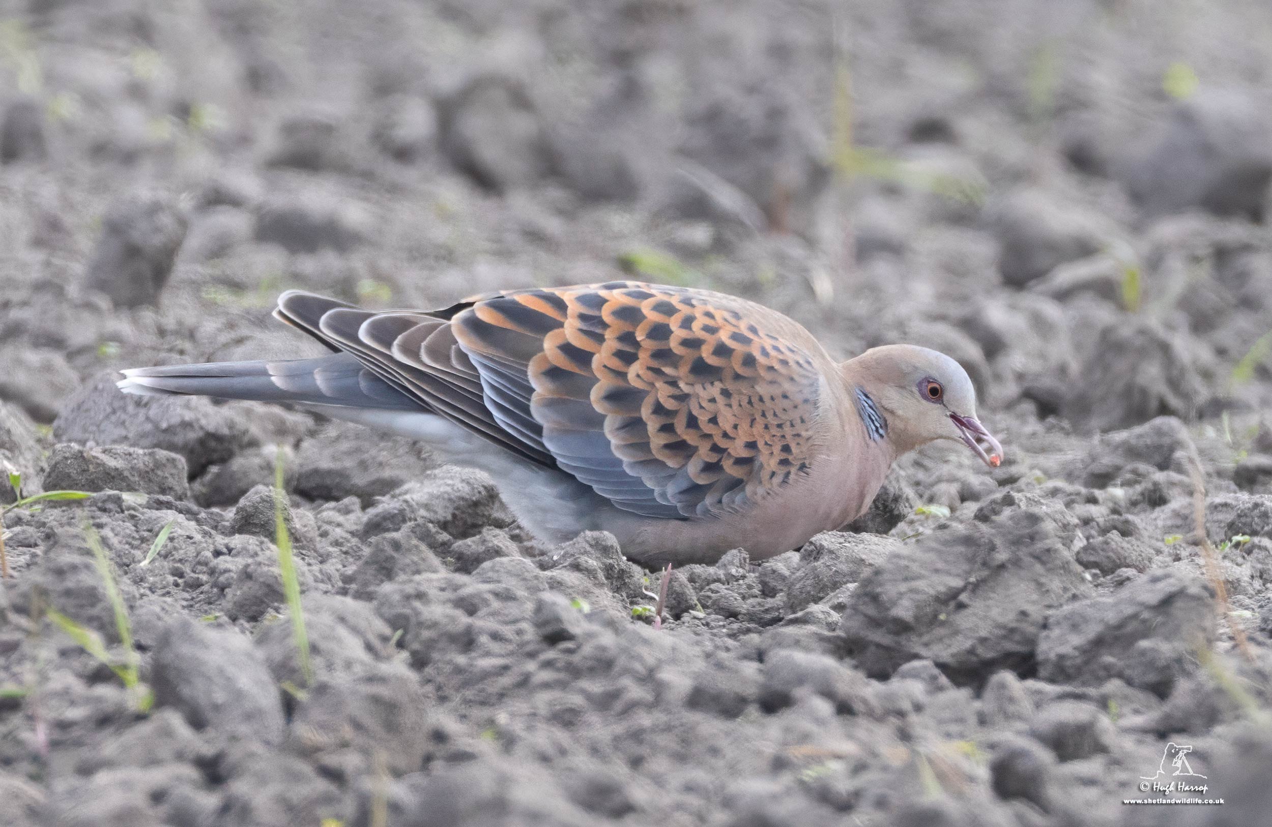Western Oriental Turtle Dove