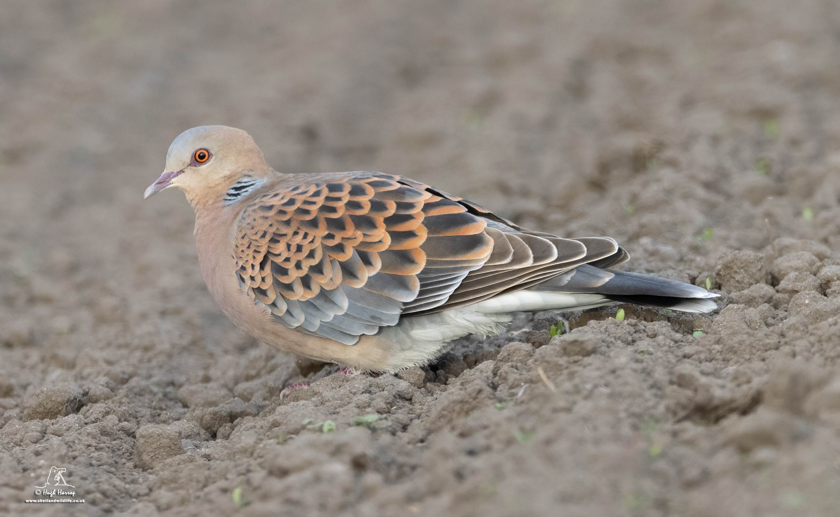 Western Oriental Turtle Dove