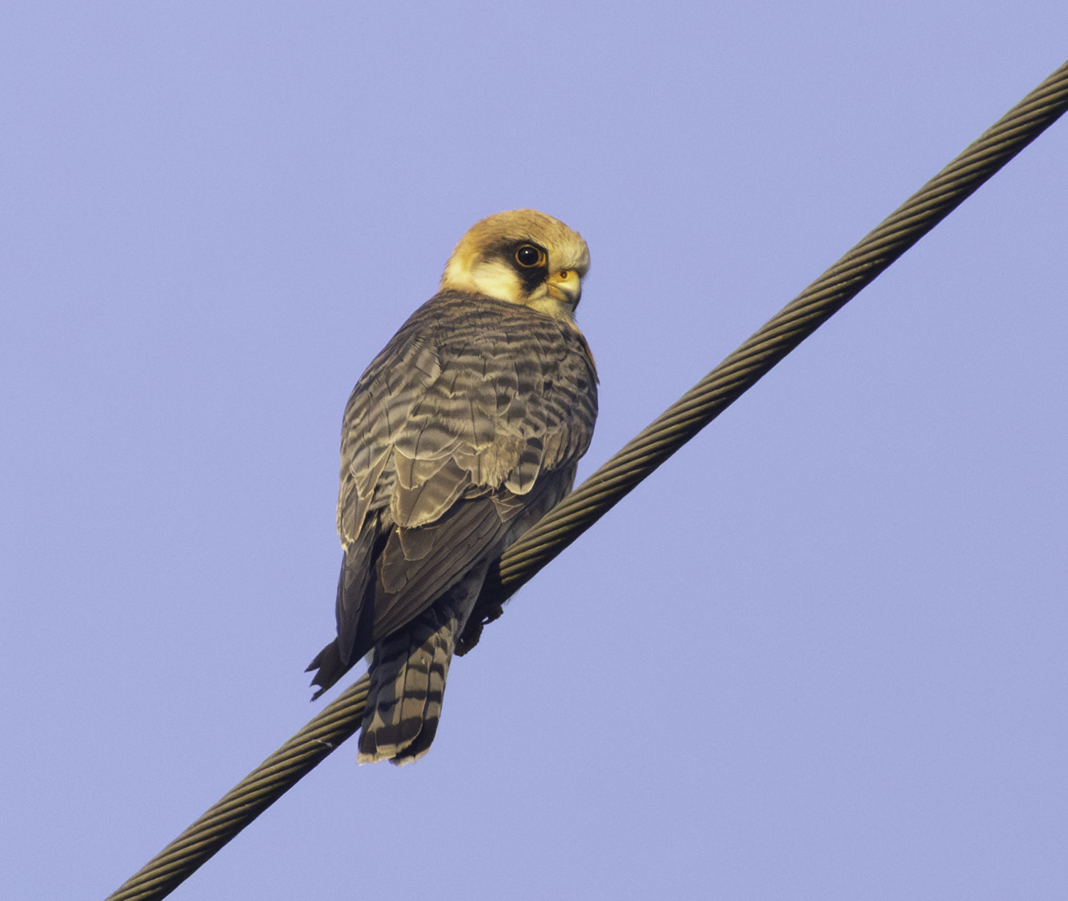 Red-footed Falcon